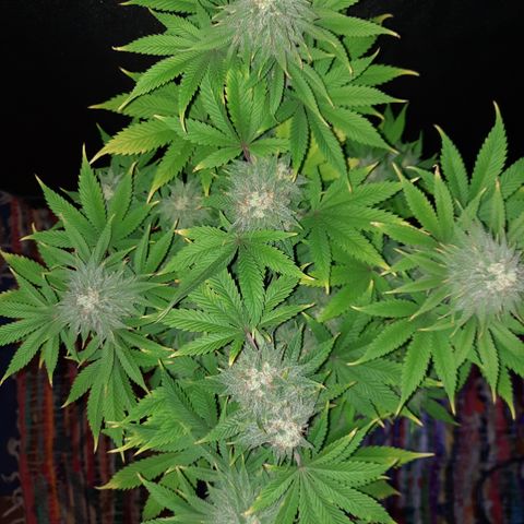 Mango for President growlog timeline photo