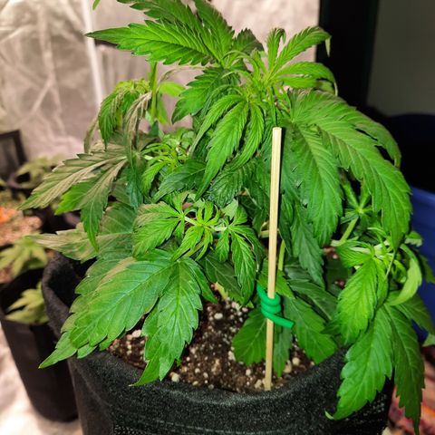 E-M Test #114 growlog timeline photo