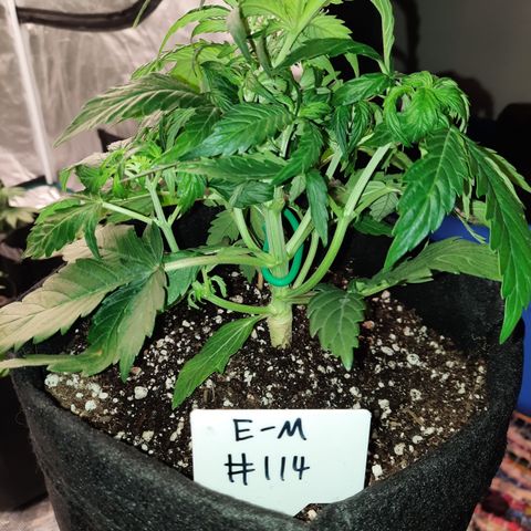 E-M Test #114 growlog timeline photo