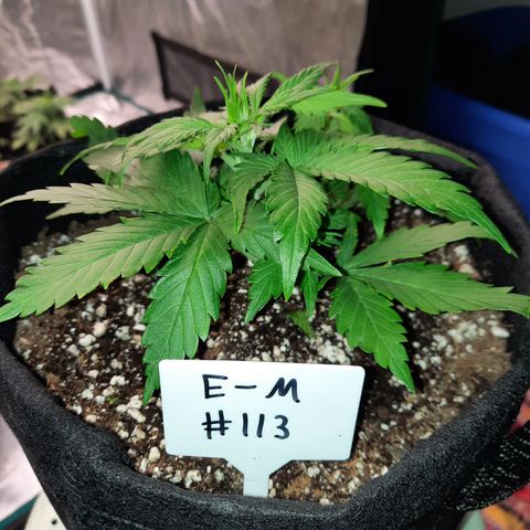 E-M Test #113 growlog timeline photo