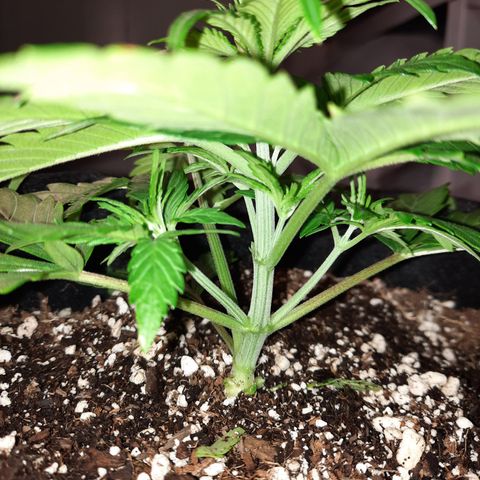 E-M Test #113 growlog timeline photo