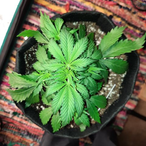 E-M Test #112 growlog timeline photo