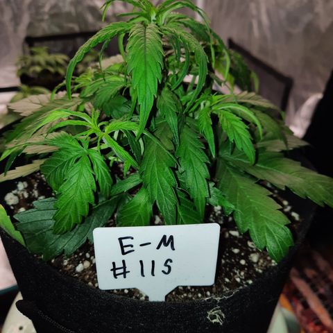 E-M Test #115 growlog timeline photo