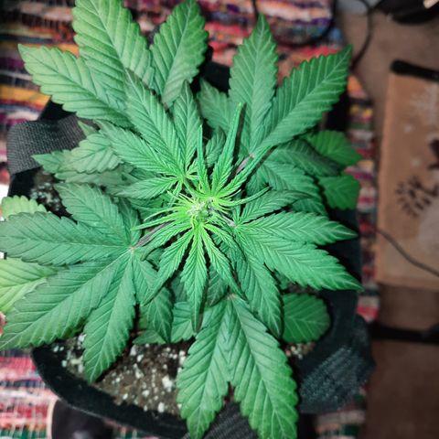 Purple Kush 1:1 auto growlog timeline photo