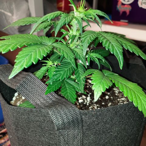 Purple Kush 1:1 auto growlog timeline photo