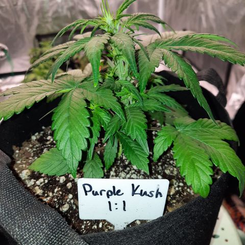 Purple Kush 1:1 auto growlog timeline photo