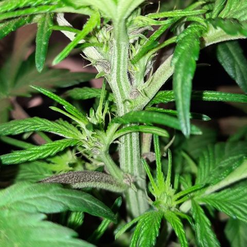 Purple Kush 1:1 auto growlog timeline photo