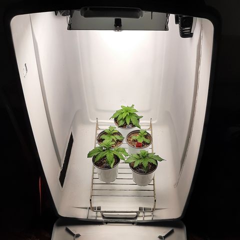 "Red" Irvine Level 2 Tester #2 growlog timeline photo