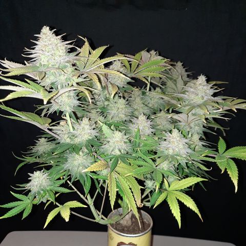 Mango for President growlog timeline photo
