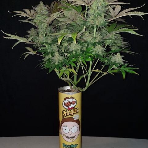 Mango for President growlog timeline photo