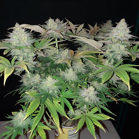Mango for President growlog timeline photo