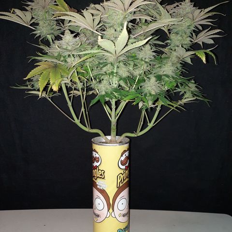Mango for President growlog timeline photo