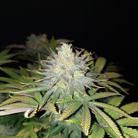 Mango for President growlog timeline photo