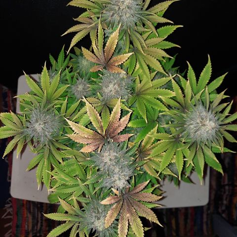 Mango for President growlog timeline photo