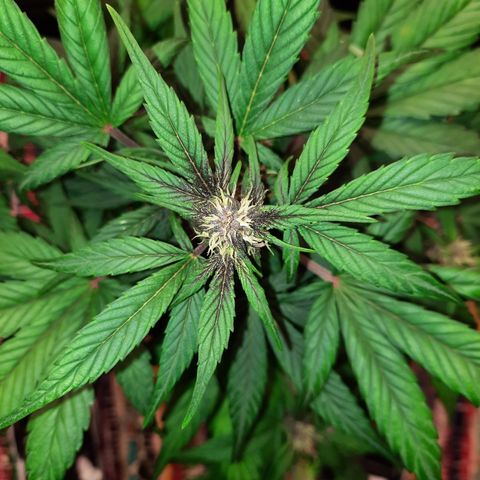 Purple Kush 1:1 auto growlog timeline photo