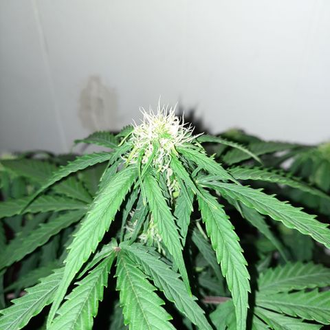 E-M Test #114 growlog timeline photo