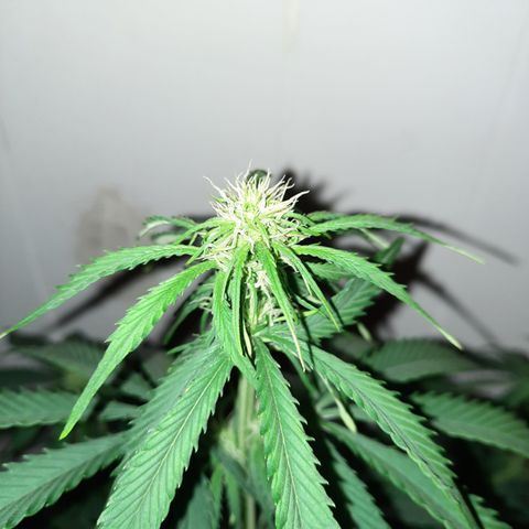 E-M Test #113 growlog timeline photo