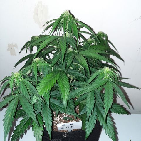 E-M Test #115 growlog timeline photo