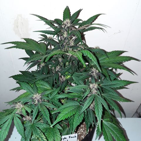 Purple Kush 1:1 auto growlog timeline photo