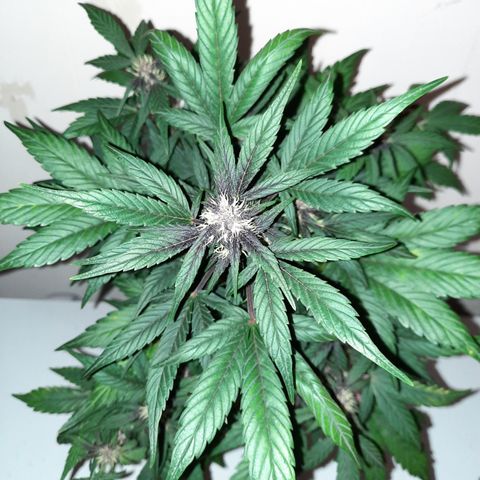 Purple Kush 1:1 auto growlog timeline photo