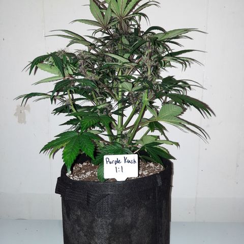 Purple Kush 1:1 auto growlog timeline photo