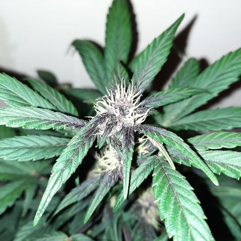 Purple Kush 1:1 auto growlog timeline photo