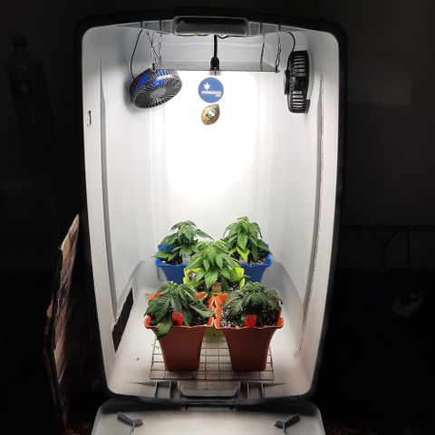 "Red" Irvine Level 2 Tester #2 growlog timeline photo