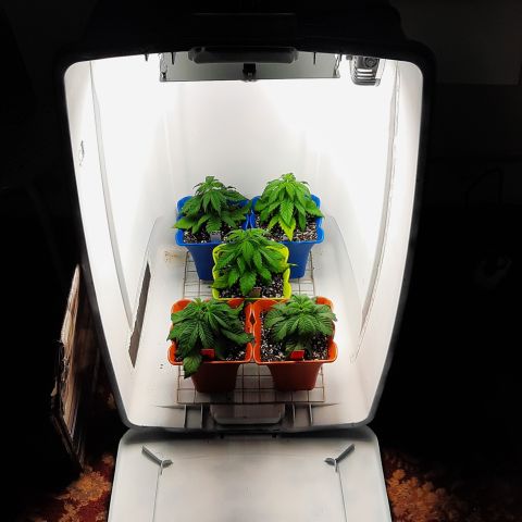 "Red" Irvine Level 2 Tester #2 growlog timeline photo