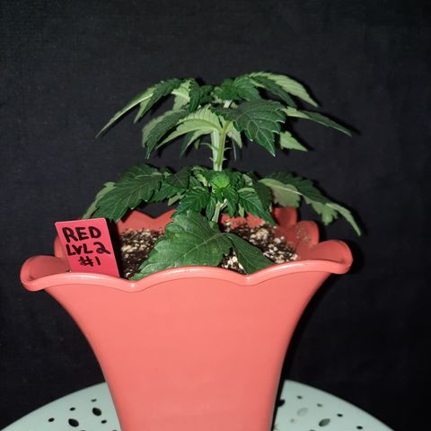"Red" Irvine Level 2 Tester #1 growlog timeline photo