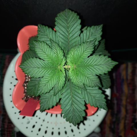"Red" Irvine Level 2 Tester #1 growlog timeline photo