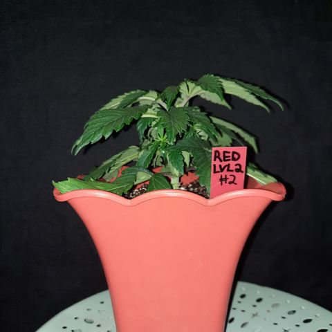 "Red" Irvine Level 2 Tester #2 growlog timeline photo