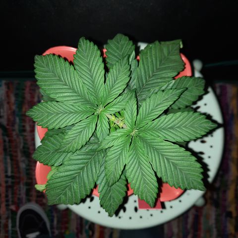"Red" Irvine Level 2 Tester #2 growlog timeline photo