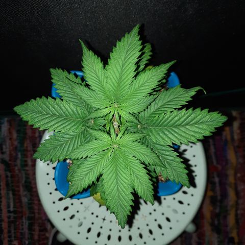 Irvine Level 1 Tester #2 growlog timeline photo