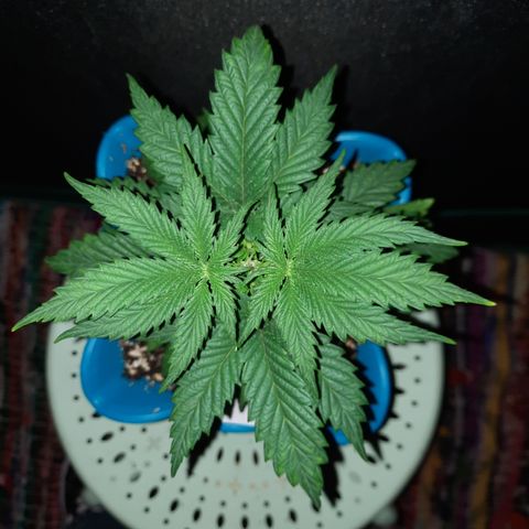 Irvine Level 1 Tester #3 growlog timeline photo