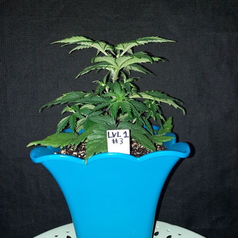 Irvine Level 1 Tester #3 growlog timeline photo