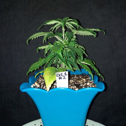Irvine Level 1 Tester #2 growlog timeline photo