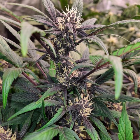 Purple Kush 1:1 auto growlog timeline photo