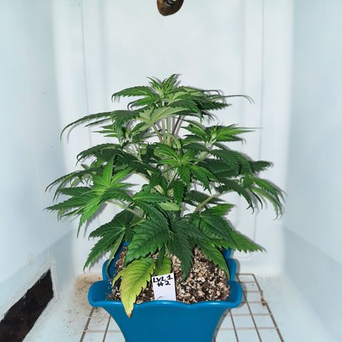 Irvine Level 1 Tester #2 growlog timeline photo
