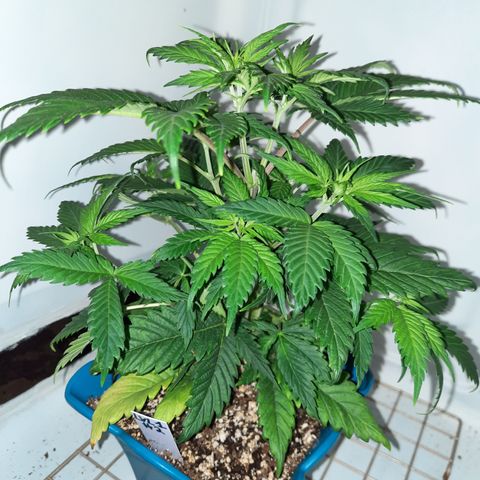 Irvine Level 1 Tester #2 growlog timeline photo