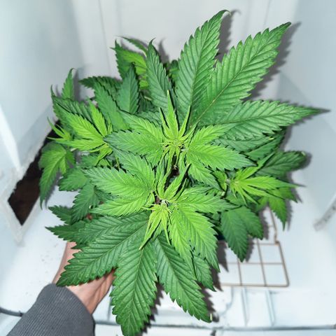 Irvine Level 1 Tester #2 growlog timeline photo
