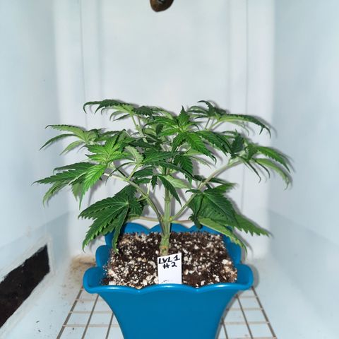 Irvine Level 1 Tester #2 growlog timeline photo