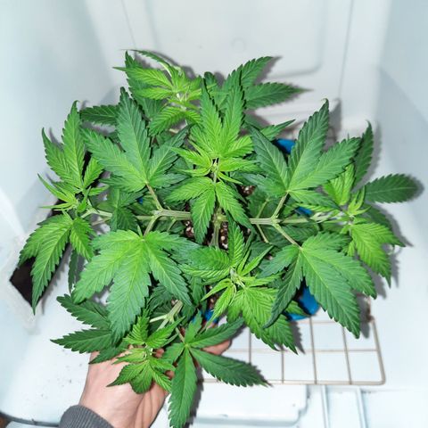 Irvine Level 1 Tester #2 growlog timeline photo