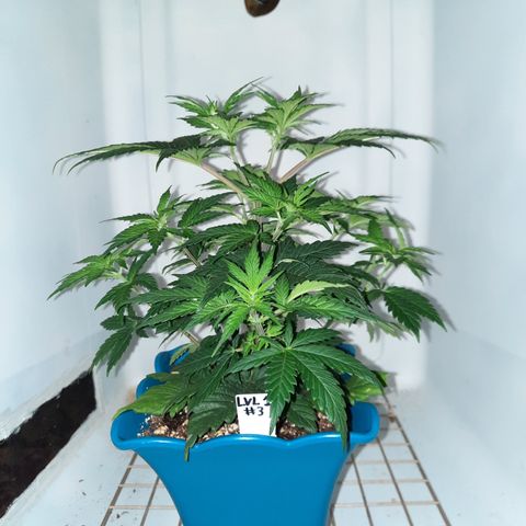 Irvine Level 1 Tester #3 growlog timeline photo
