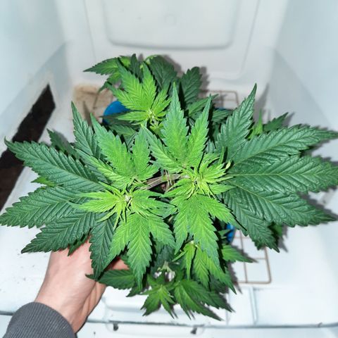 Irvine Level 1 Tester #3 growlog timeline photo