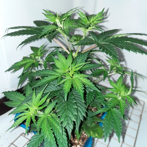 Irvine Level 1 Tester #3 growlog timeline photo