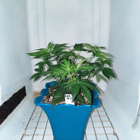 Irvine Level 1 Tester #3 growlog timeline photo