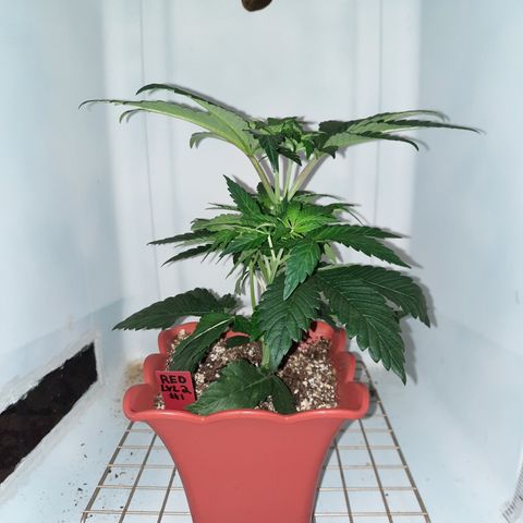 "Red" Irvine Level 2 Tester #1 growlog timeline photo
