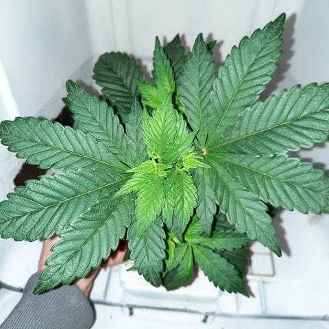 "Red" Irvine Level 2 Tester #1 growlog timeline photo