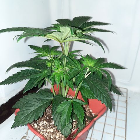 "Red" Irvine Level 2 Tester #1 growlog timeline photo