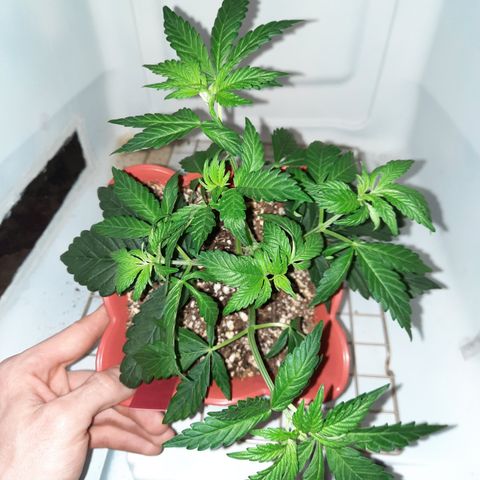 "Red" Irvine Level 2 Tester #1 growlog timeline photo